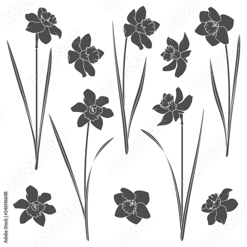 Set of black and white illustrations with a narcissus. Isolated vector objects on a white background.