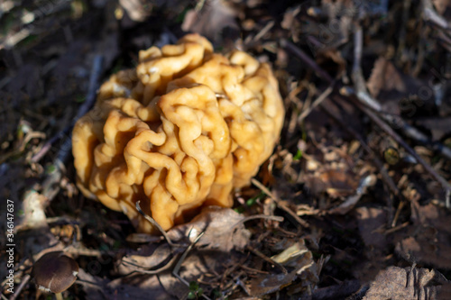 Morel mushroom in its natural habitat. A mushroom that looks like a brain