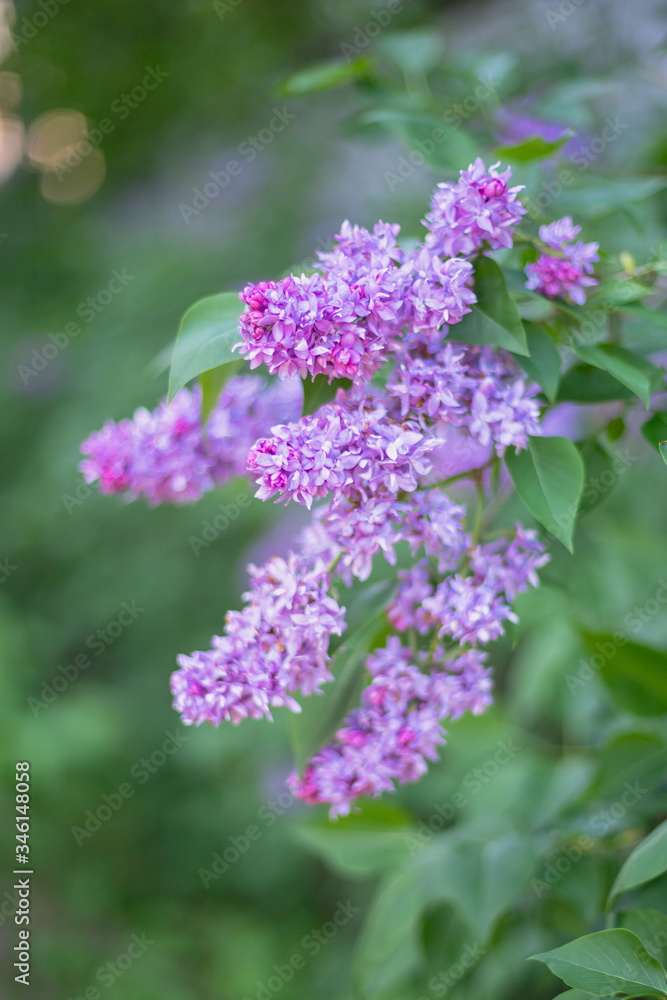 Spring branch of blossoming lilac. Blossoming purple lilacs in the spring. Selective soft focus, shallow depth of field. Blurred image, spring background.
