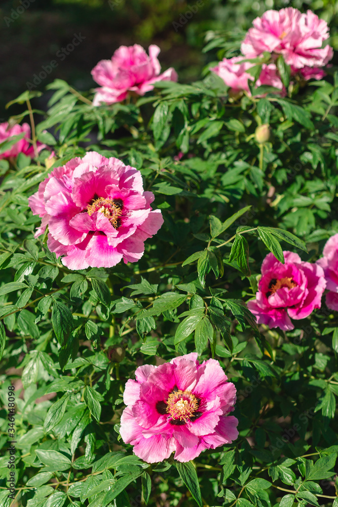 Big pink Japanese tree peony and green leaves. flower in garden. Spring. Gardening. Tree peony. Pink peony flower. Big pink Japanese tree peony and green leaves. flower in garden. Spring. Gardening. Tree peony. Pink peony flower.