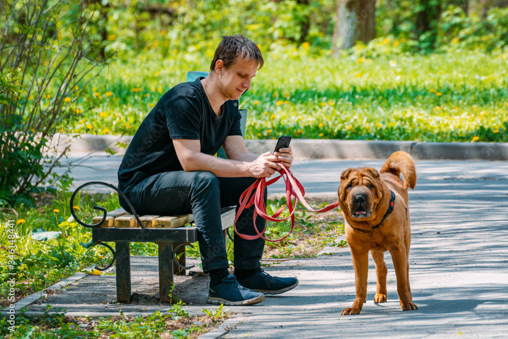 Man stares into a gadget on a walk with a dog. Gadget addiction, social media dependency concept.