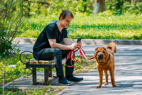 Obraz na płótnie Man stares into a gadget on a walk with a dog. Gadget addiction, social media dependency concept. w salonie