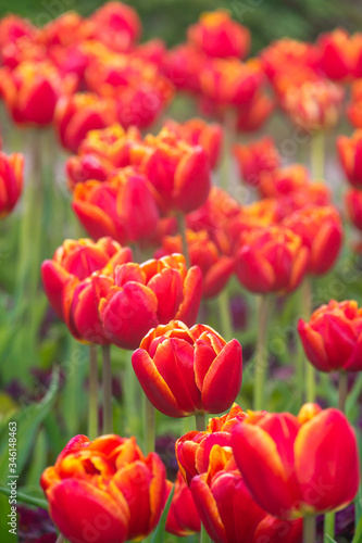 Vibrant Red and Yellow Tulips Growing in a Garden in Spring