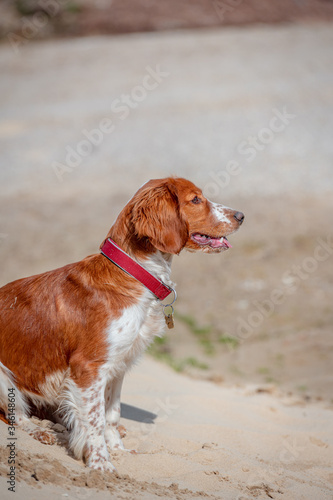 Adorable cute welsh springer spaniel, active happy healthy dog playing outside.