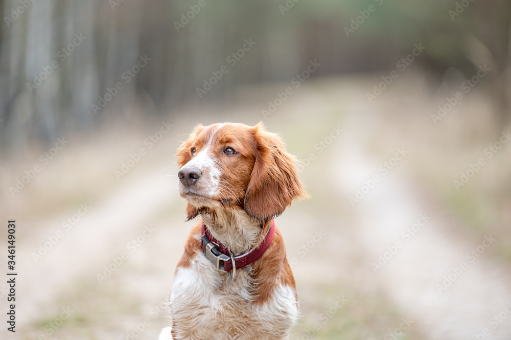 Adorable cute welsh springer spaniel, active happy healthy dog playing outside.