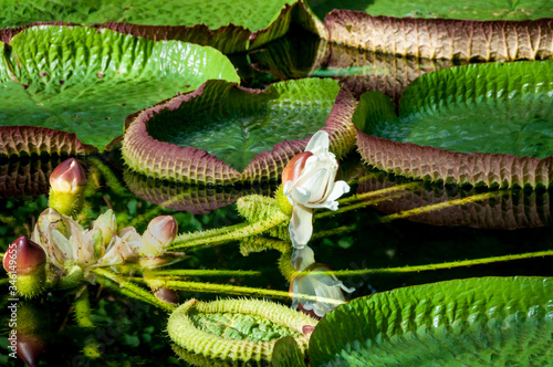Flower of Giant water lilies, Victoria regia Lindley,Victoria amazonica Sowerby photo