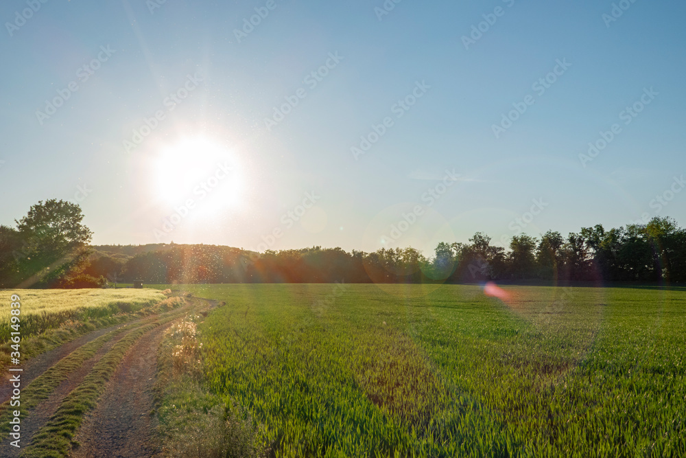 Obraz premium Sonnenuntergang ueber einem Getreidefeld