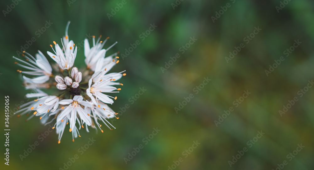 Asphodelus albus top view with space for copy Concept of wild flora. Macrophotography with selective focus.