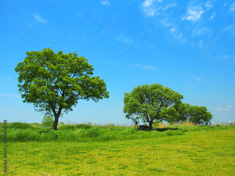 初夏の江戸川河川敷の立木風景 Stock 写真 | Adobe Stock