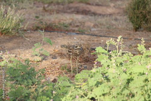 Thick-knee on the ground