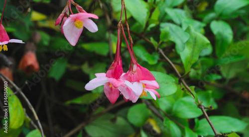 Mandevilla Flower. Tropical climbing plant. Wildflower concept. photo