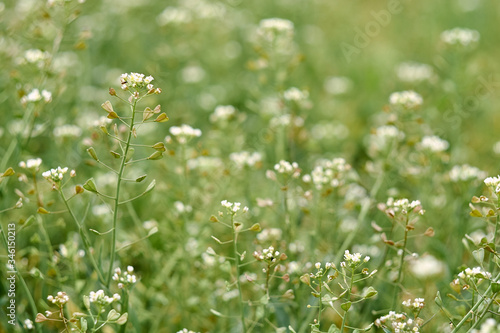 Shepherd’s bag close-up, meadow with white flowers, meadow with white flowers. Author's style. Capsélla.