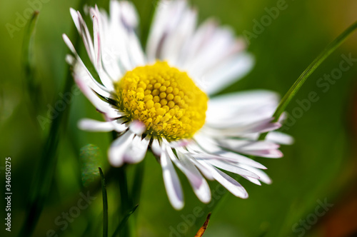 Wallpaper Mural Bellis perennis. Daisy close-up on a blurred background Torontodigital.ca