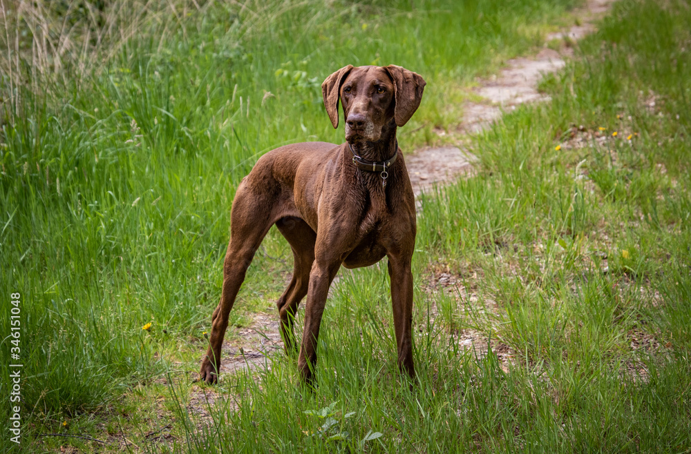 Brown German Shorthaired Pointer