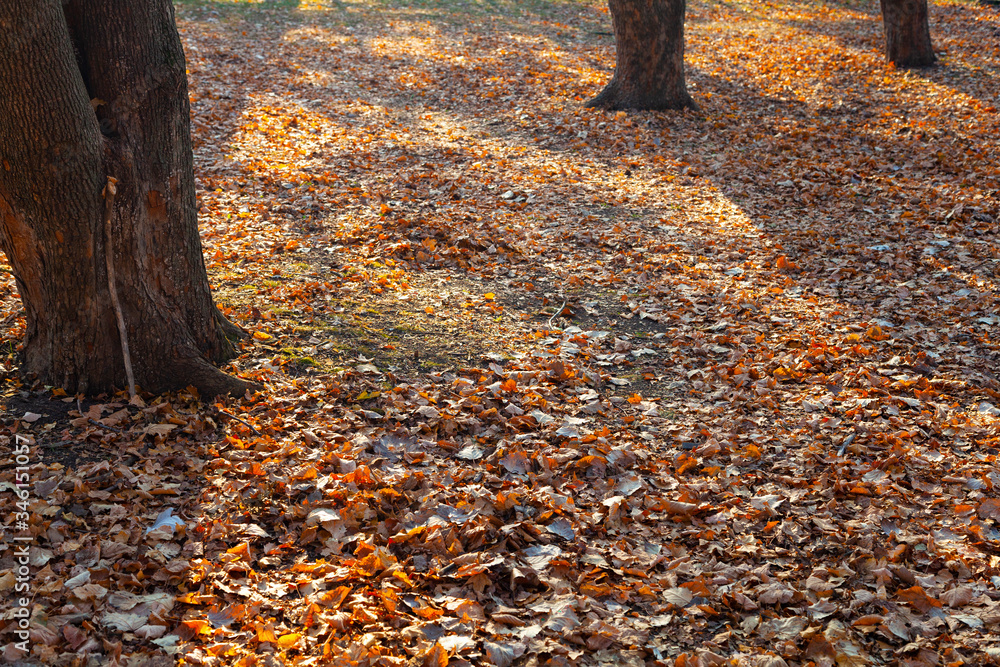 Beautiful autumn park. Beautiful autumn park.