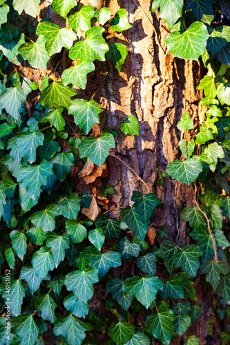 Ivy on a tree close-up.