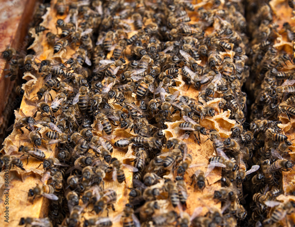 Bees are sitting on honeycombs Bees are sitting on honeycombs