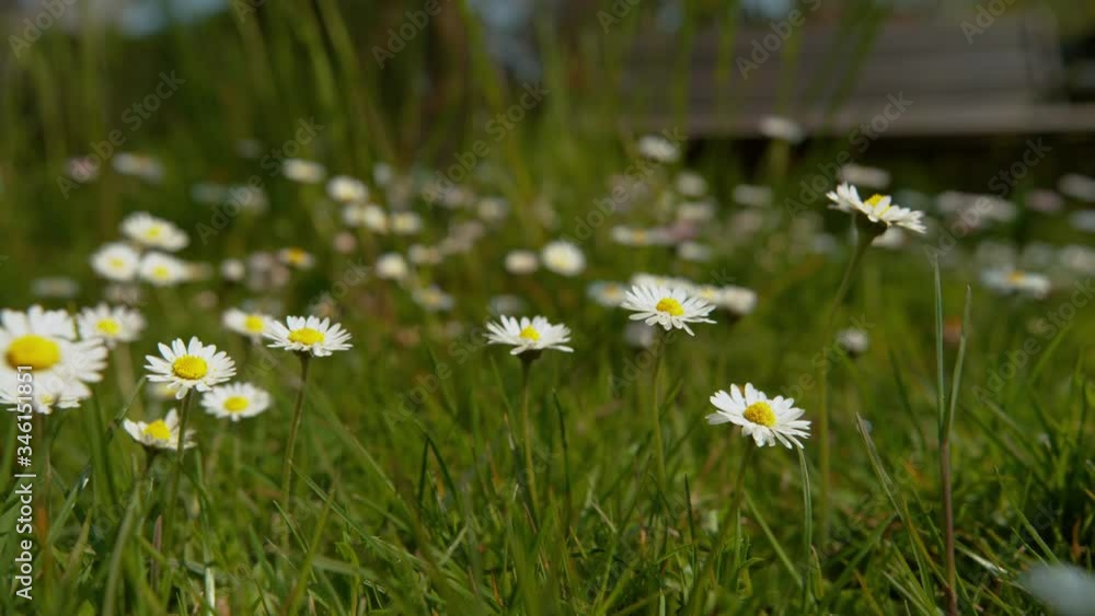 CLOSE UP, DOF Vibrant green grassfield is filled with blossoming daisies and chamomile flowers. Lovely daisies grow in a big green meadow in the idyllic countryside. Countless delicate white flowers CLOSE UP, DOF Vibrant green grassfield is filled with blossoming daisies and chamomile flowers. Lovely daisies grow in a big green meadow in the idyllic countryside. Countless delicate white flowers