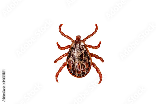 Tick isolated over white background. Tick is the common name for the small arachnids in superfamily Ixodoidea that, along with other mites, constitute Acarina. Dermacentor reticulatus photo