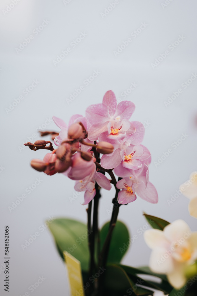 flower, rose, nature, pink, garden, green, plant, red, bloom, blossom, flowers, beauty, summer, floral, flora, roses, leaf, yellow, love, white, leaves, spring, blooming, macro, petalorchidaceae, phal flower, rose, nature, pink, garden, green, plant, red, bloom, blossom, flowers, beauty, summer, floral, flora, roses, leaf, yellow, love, white, leaves, spring, blooming, macro, petalorchidaceae, phal