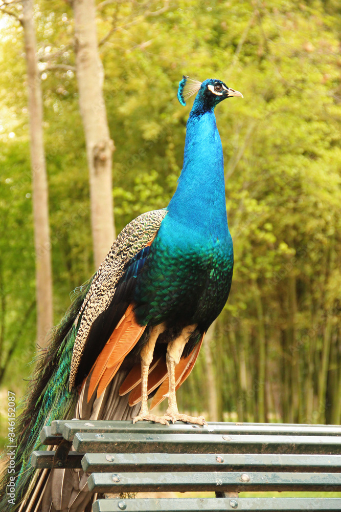 Obraz premium Turquoise and green peacock. Concept of wildlife. Majesty