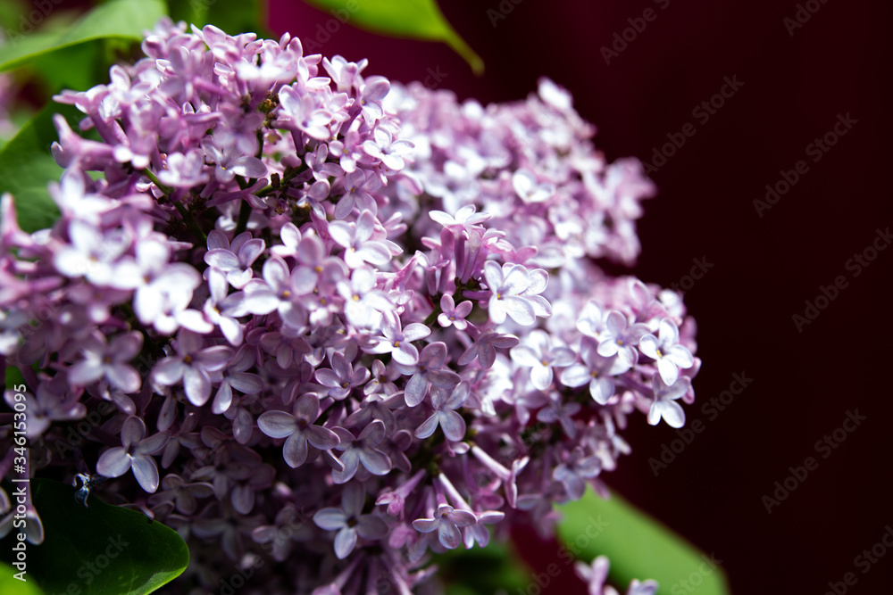 Fototapeta premium lilac flowers with green leaves in spring