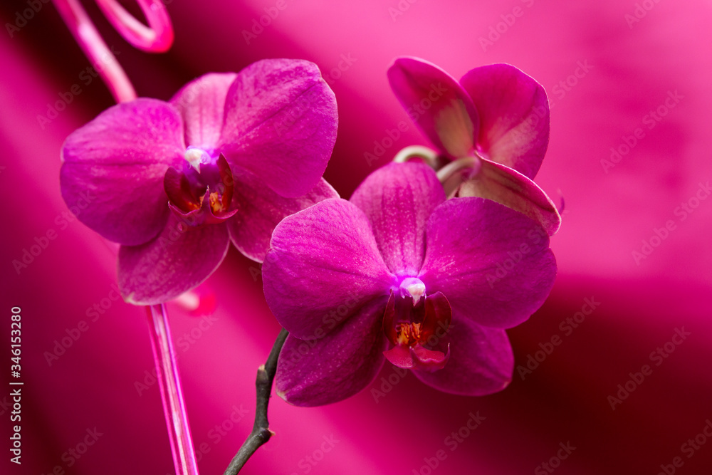 red orchid on a red background red orchid on a red background