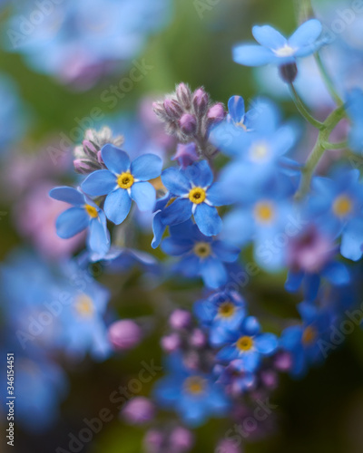 Beautiful photo of forget-me-nots close-up. Myosótis. Blue flowers. Author's style. © Ekaterina Bokova