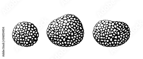 Truffle logo. Isolated truffle on white background