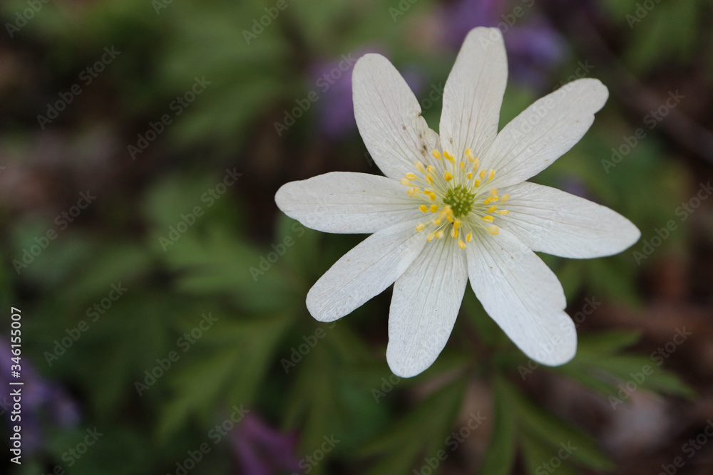 beautiful white wild anemone spring flower in the forest close up beautiful white wild anemone spring flower in the forest close up