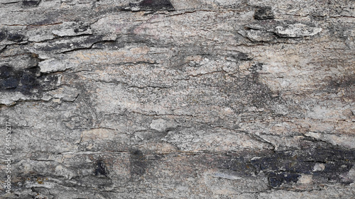 tree bark texture and pattern
