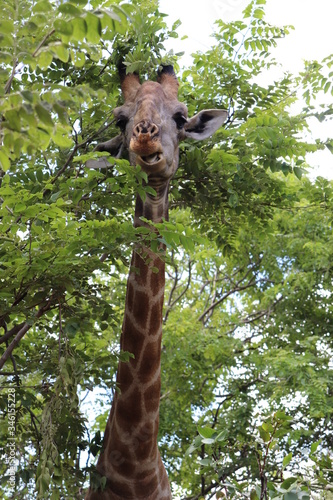 Zambian giraffe