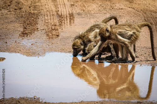 Drinking baboons