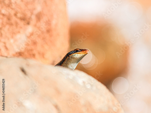Lizard - Zambia