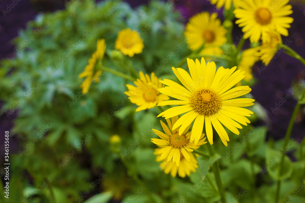 Beautiful yellow flowers in the garden Beautiful yellow flowers in the garden