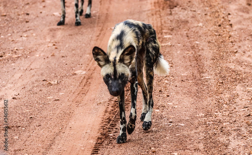 Wild Dog - Zambia