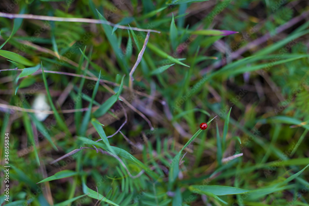 ladybug on the green grass