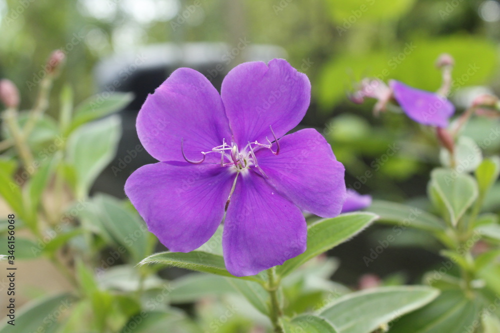 purple flowers in the garden