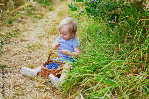 Adorable toddler girl picking fresh organic blueberries on farm