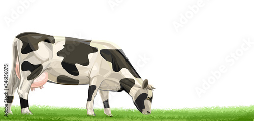 Cow vector isolated on a white background. Eats grass on the field, grazing, pasture, meadow. Design element for dairy products made of milk. For farm, farmer, farming. Pet. Spotted cow.