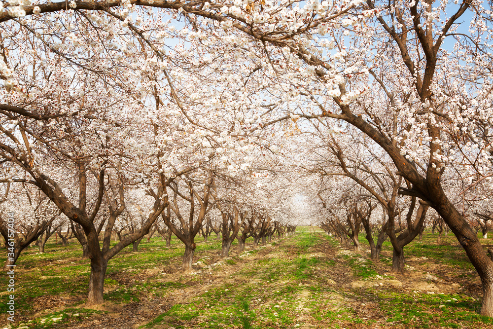 Blooming apricot garden in spring, Uzbekistan Blooming apricot garden in spring, Uzbekistan