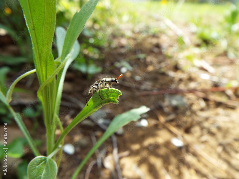 Obraz premium ヒゲブトハナムグリ japanese beetle