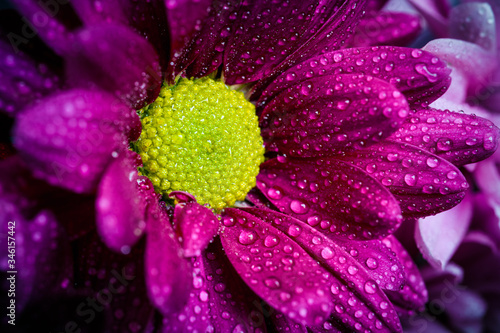 Flowers with water drops  macro