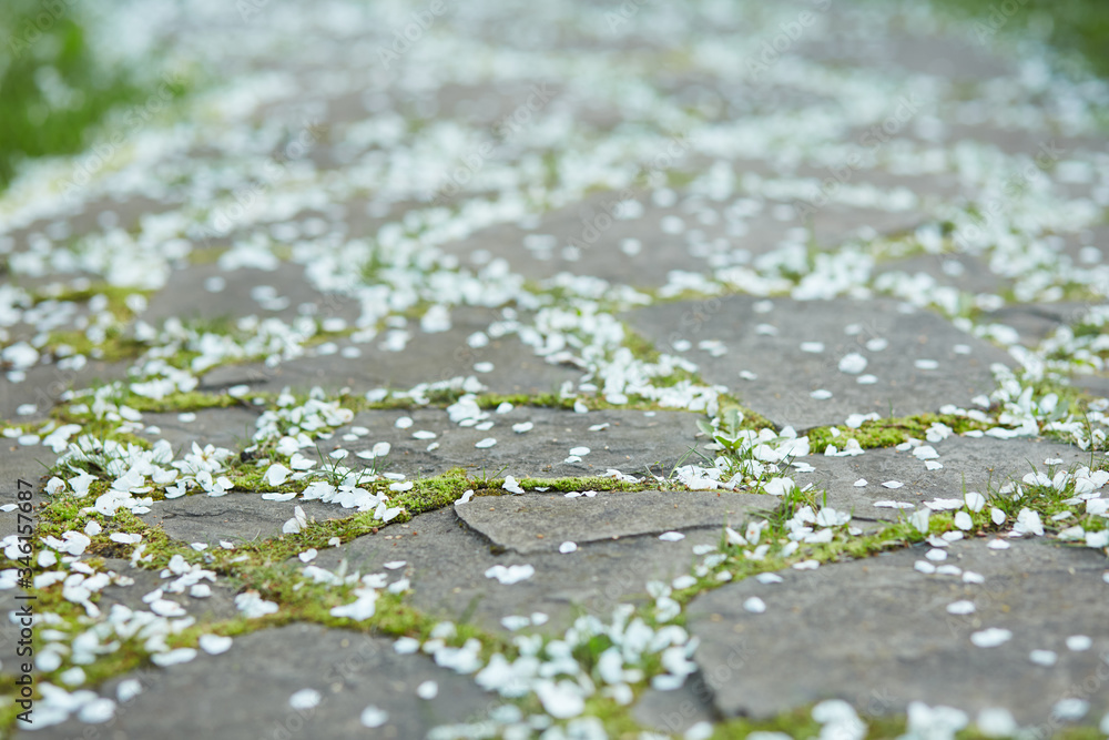 Fototapeta premium Closeup of a stone road with green grass and fallen cherry petals