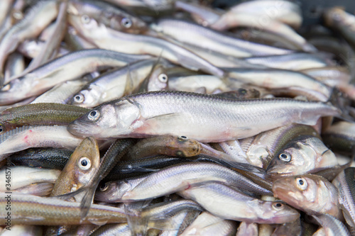 Smelt fish catch of fishermen of the commercial fishing brigade in the Gulf of Finland