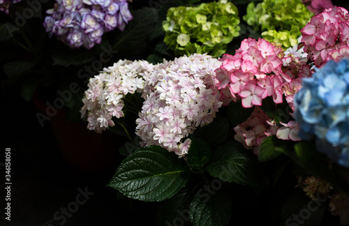 Pink colored flowers，Hydrangea macrophylla，Forever Summer，Endless Summer