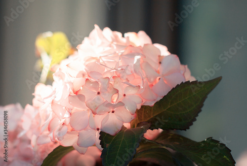Pink colored flowers，Hydrangea macrophylla，Forever Summer，Endless Summer