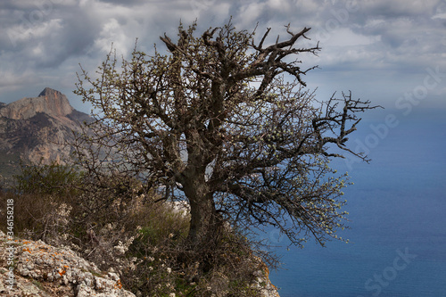 An isolated tree in bloom on the brink of a cliff at Cape Ay-ya, Crimea
