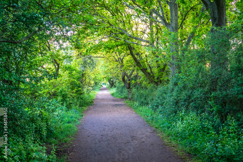 Forest pathway © David
