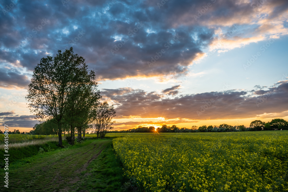 Obraz premium Sunset over rape seed field
